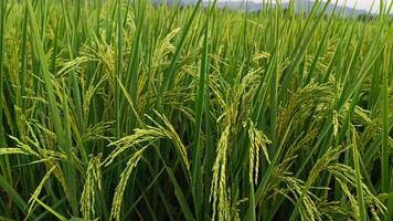 retrato de un arroz planta ese es comenzando a giro amarillo y el grano es viniendo fuera foto