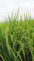 retrato de un arroz planta ese es comenzando a giro amarillo y el grano es viniendo fuera foto