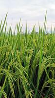 retrato de un arroz planta ese es comenzando a giro amarillo y el grano es viniendo fuera foto