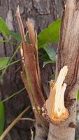 Macro photos of tree bark that looks old are usually used as the background textured