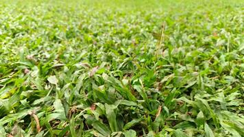 Portrait of green grass, in a garden that grows beautifully and freshly photo