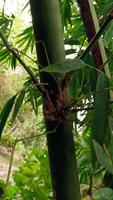 Photo of bamboo tree stems and leaves