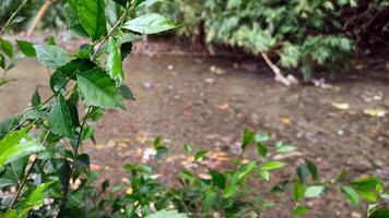 Photo of leaves with a clear river background