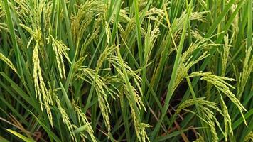 retrato de un arroz planta ese es comenzando a giro amarillo y el grano es viniendo fuera foto