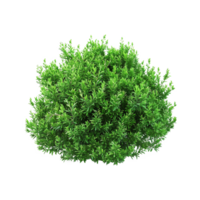 grön buske isolerat på transparent bakgrund png