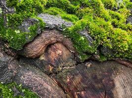 musgo cubierto árbol ladrar cerca arriba con vibrante verde texturas naturaleza antecedentes. naturalezas detalle, bosque piso vida y bosque ecosistema concepto para diseño y impresión. foto