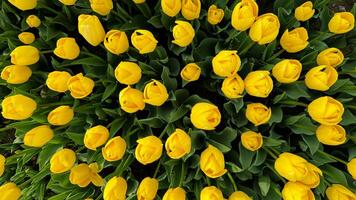 Top view of vibrant yellow tulips blooming in the garden. Flowers background. Springtime floral display, fresh tulip field pattern, horticulture and nature concept for design and print. photo