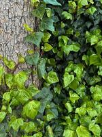 vívido verde hiedra hojas alpinismo en áspero árbol ladrar. jaspeado follaje, natural fondo, horticultura concepto para diseño, bandera, fondo de pantalla. foto