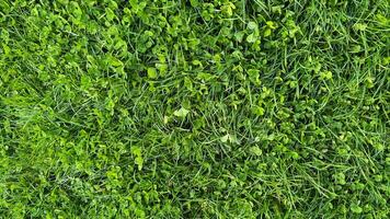 Verdant clover and grass texture top view. Lush green field, spring growth, ground cover plants, and natural background concept for design and print. photo