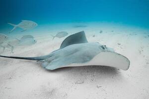 Stingray underwater on sandy bottom. Sting ray fish in tropical sea photo