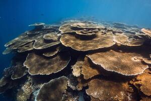 Reef with table living corals underwater in blue sea in Maldives. photo