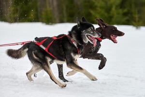 corriendo husky y perro puntero en carreras de trineos tirados por perros foto