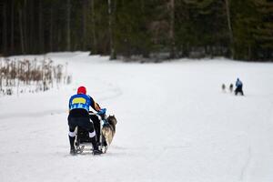 Husky sled dog racing photo