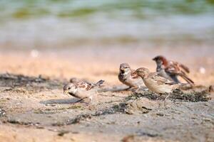 Sparrows flock on coast. photo