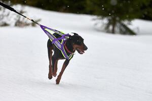 Running Doberman dog on sled dog racing photo