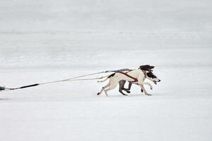 corriendo perro puntero en carreras de trineos tirados por perros foto