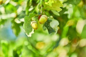 Green acorns on oak branch, copy space photo