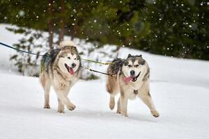 Running Husky dog on sled dog racing photo