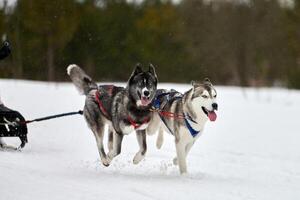 Running Husky dog on sled dog racing photo