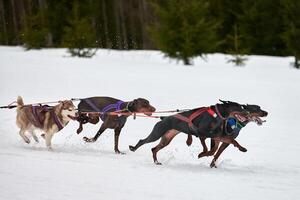 Running Doberman dog on sled dog racing photo