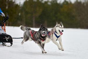 Running Husky dog on sled dog racing photo