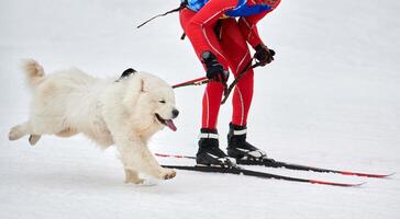 carreras deportivas de perros skijoring foto