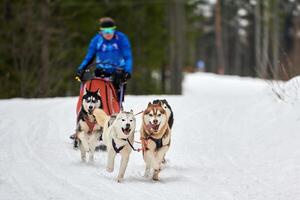 Husky sled dog racing photo