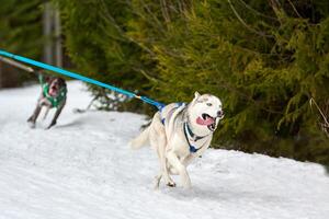 Running Husky dog on sled dog racing photo