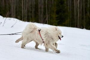 corriendo perro samoyedo en carreras de perros de trineo foto