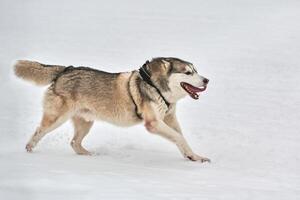 corriendo perro husky en carreras de perros de trineo foto