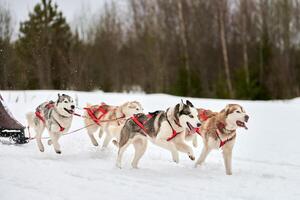 corriendo perro husky en carreras de perros de trineo foto