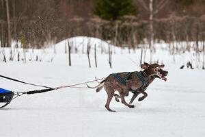 carreras de perros de trineo de invierno foto