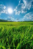 Sun Shining on Grassy Field photo