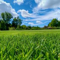 lozano verde campo con azul cielo foto