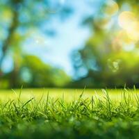 Serene Green Lush Grass Field and Distant Trees photo