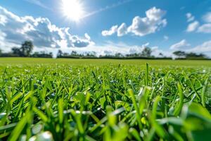 Sunlit Grass Field photo