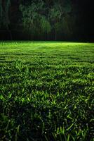 Grassy Field With Trees photo