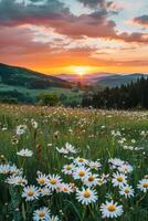 Daisies Field With Setting Sun photo
