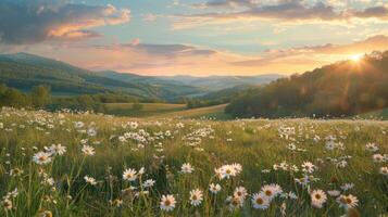 White Daisies in Field Under Cloudy Sky photo