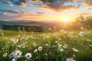 Wildflowers Field at Sunset photo