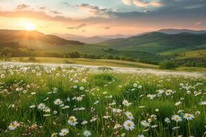 campo de flores con ajuste Dom foto