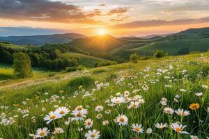 Daisies Field at Sunset photo