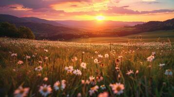 Sun Setting Over Field of Daisies photo