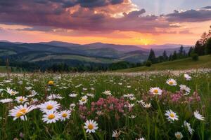 campo de flores a puesta de sol foto