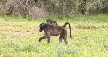 of two baboons foraging across a green meadow in Namibia video