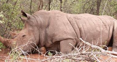 of a rhino mother and baby in the wild taken in the Namibian province of Waterberg video