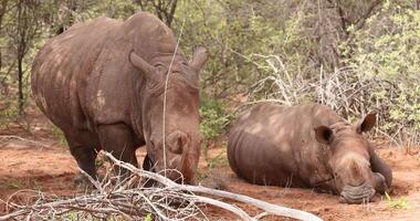 of a rhino mother and baby in the wild taken in the Namibian province of Waterberg video