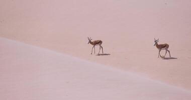 de dos gacelas con cuernos en en un arena duna en namib Desierto en Namibia video