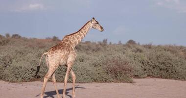 of a giraffe walking through the Namibian savannah during the day video