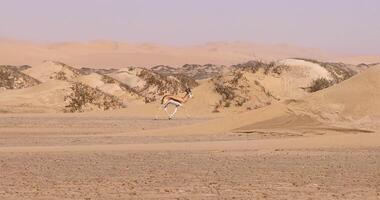 de un gacela con cuernos corriendo a lo largo un arena duna en namib Desierto en Namibia video